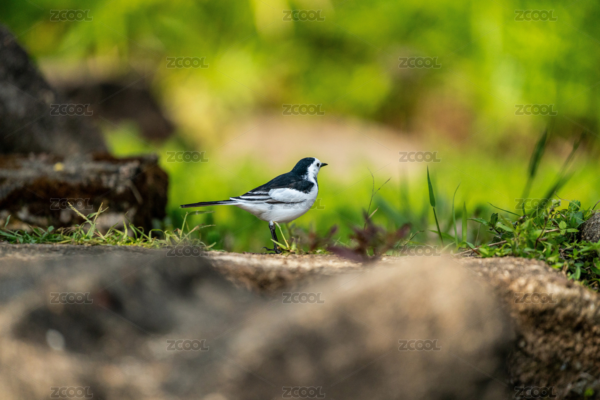 一只白鹡鸰鳥在地面上玩耍覓食（主預(yù)覽-9594525） - 未分類 - 站酷設(shè)計(jì)師sunny0756原創(chuàng)素材 - 站酷ZCOOL