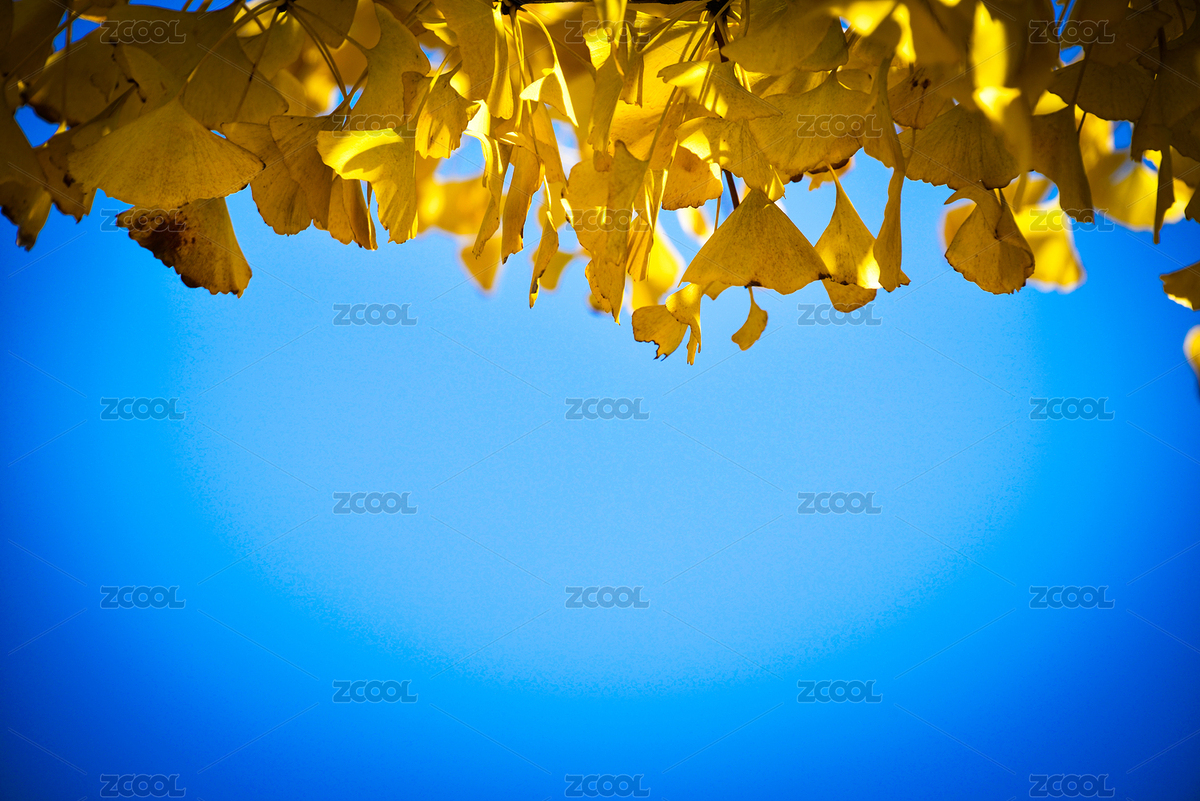 银杏（主预览-4530681） - 未分类 - 站酷设计师建筑摄影师王曜华原创素材 - 站酷ZCOOL