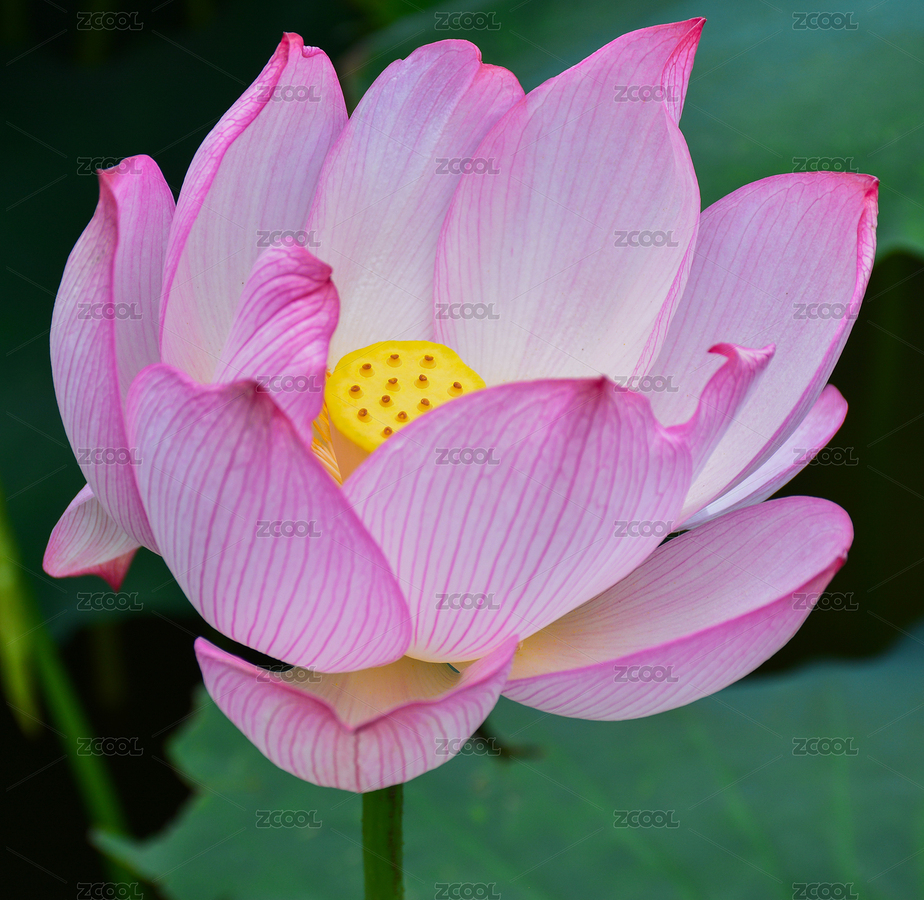 莲花（主预览-4787307） - 未分类 - 站酷设计师591312414原创素材 - 站酷ZCOOL