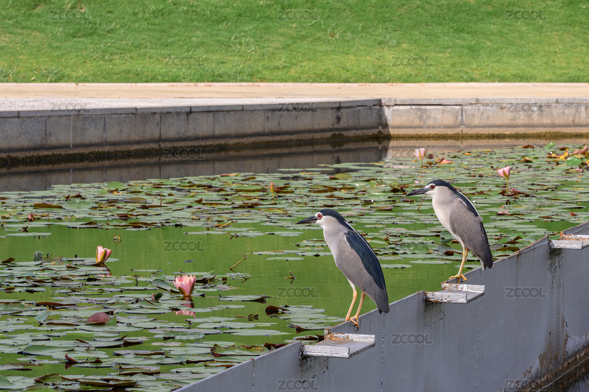 夜鷺（主預(yù)覽-7981466） - 未分類 - 站酷設(shè)計師OHxQbiK3BM原創(chuàng)素材 - 站酷ZCOOL