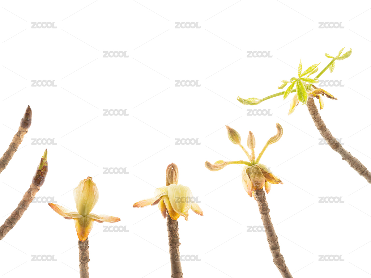 日本七叶树发芽的过程（Aesculus turbinata）（主预览-8469203） - 未分类 - 站酷设计师ziyuan89原创素材 - 站酷ZCOOL
