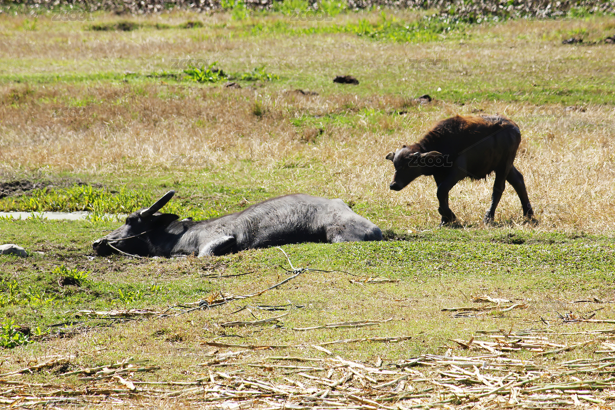 散养的耕牛（主预览-5501253） - 未分类 - 站酷设计师WUWUDEFENSI原创素材 - 站酷ZCOOL