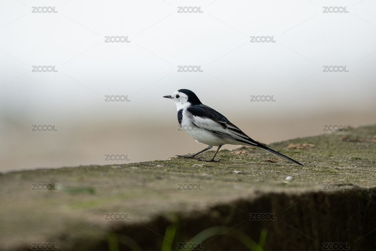 公園里的白鹡鸰（主預(yù)覽-11476558） - 未分類 - 站酷設(shè)計(jì)師知北游啊原創(chuàng)素材 - 站酷ZCOOL