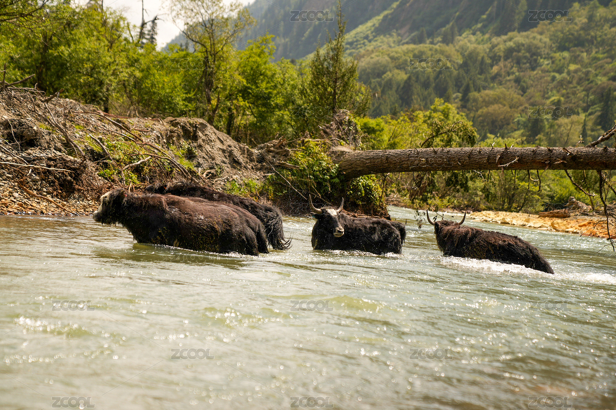 四姑娘山（主预览-2493819） - 未分类 - 站酷设计师李斯特lisite原创素材 - 站酷ZCOOL