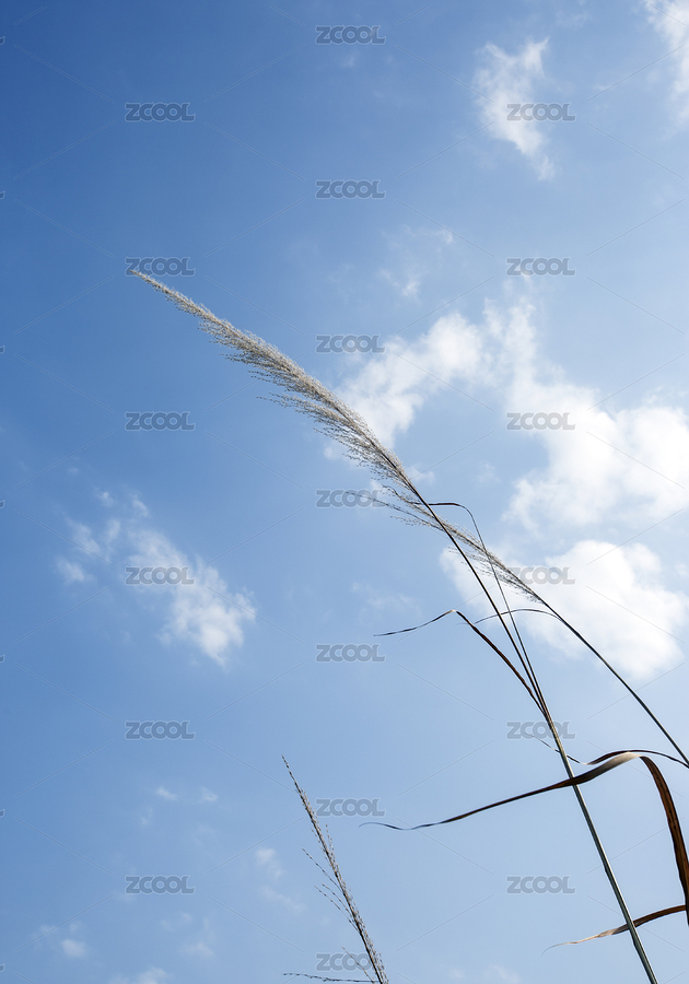 藍(lán)天下的蘆葦草（主預(yù)覽-3852211） - 未分類(lèi) - 站酷設(shè)計(jì)師zhouyuling909原創(chuàng)素材 - 站酷ZCOOL