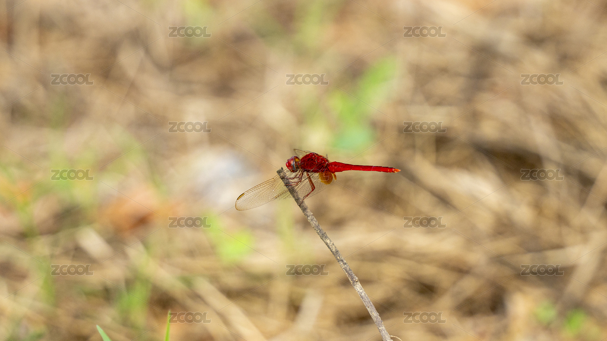 草梗上的一只紅蜻蜓（主預(yù)覽-12098020） - 未分類 - 站酷設(shè)計(jì)師龍嘯奇遇記原創(chuàng)素材 - 站酷ZCOOL