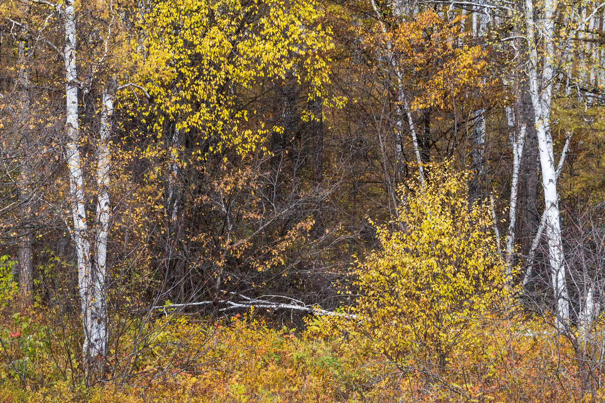 中國(guó)內(nèi)蒙古興安盟阿爾山石塘林（主預(yù)覽-207987） - 未分類 - 站酷設(shè)計(jì)師陳喆風(fēng)光攝影原創(chuàng)素材 - 站酷ZCOOL