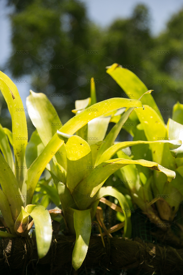 熱帶植物（主預(yù)覽-9662287） - 未分類 - 站酷設(shè)計(jì)師向日葵食雜鋪原創(chuàng)素材 - 站酷ZCOOL