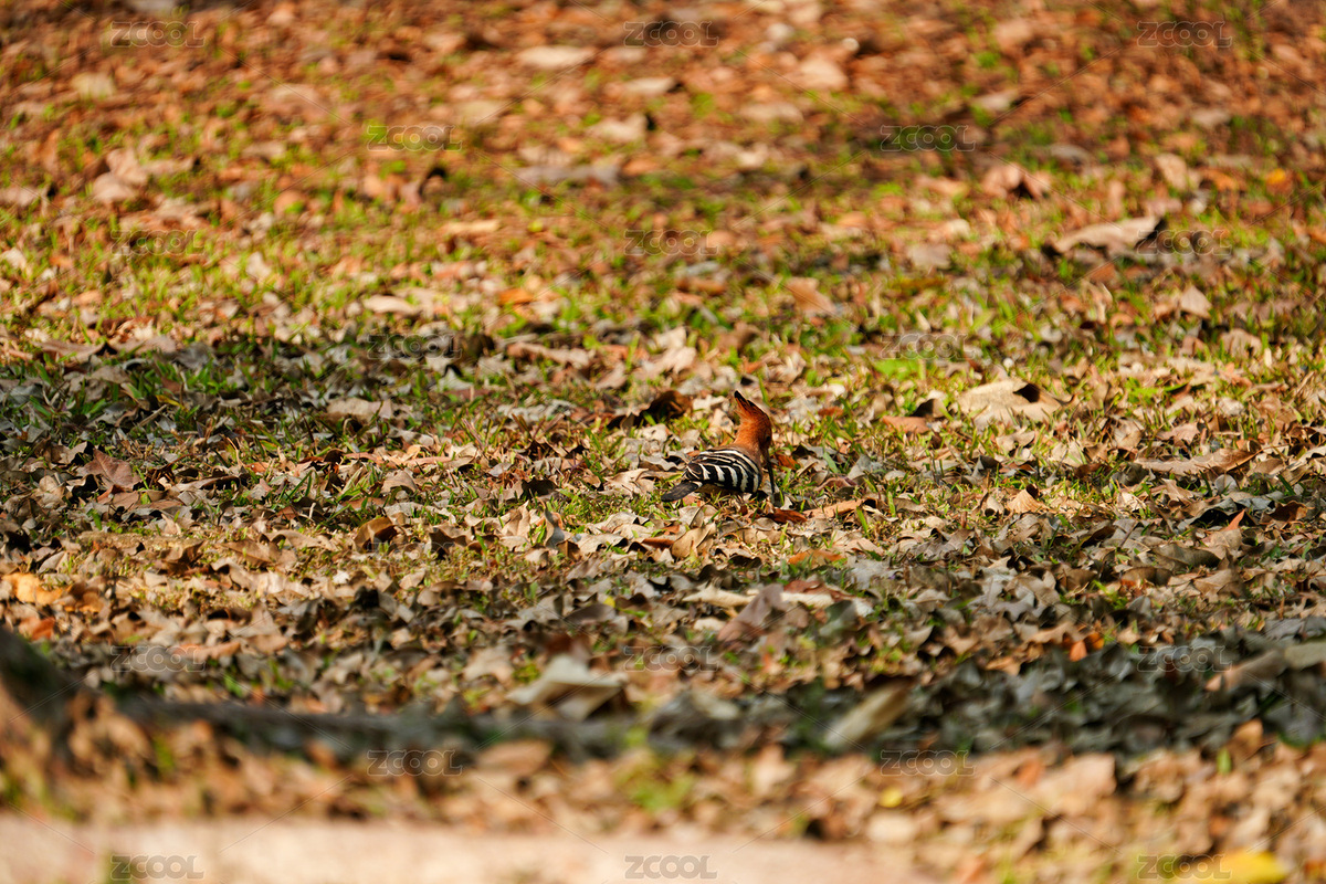 地上行走的戴勝鳥（主預覽-2697377） - 未分類 - 站酷設(shè)計師Fez4mwH73A原創(chuàng)素材 - 站酷ZCOOL