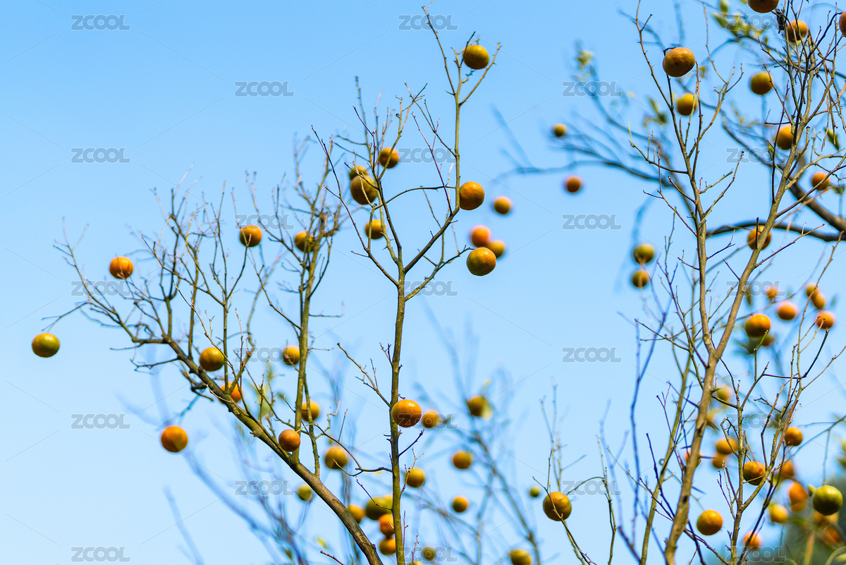 果園里果樹(shù)上結(jié)滿(mǎn)的橙子果實(shí)（主預(yù)覽-8514475） - 未分類(lèi) - 站酷設(shè)計(jì)師yuanbo83原創(chuàng)素材 - 站酷ZCOOL