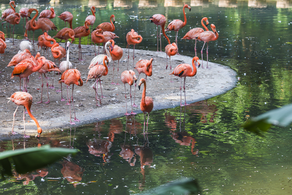 火烈鳥（主預(yù)覽-8452863） - 未分類 - 站酷設(shè)計(jì)師達(dá)造原創(chuàng)原創(chuàng)素材 - 站酷ZCOOL