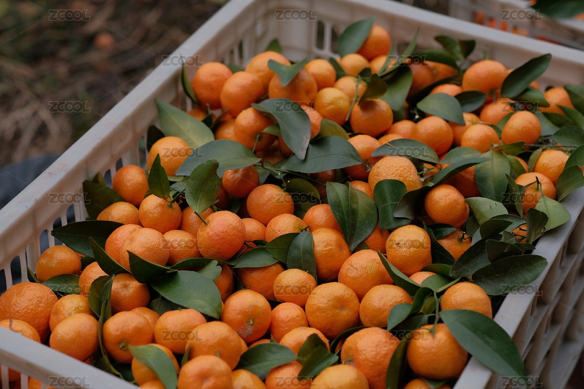 砂糖橘（主預(yù)覽-5297024） - 未分類 - 站酷設(shè)計(jì)師O9kPDuiAYI原創(chuàng)素材 - 站酷ZCOOL