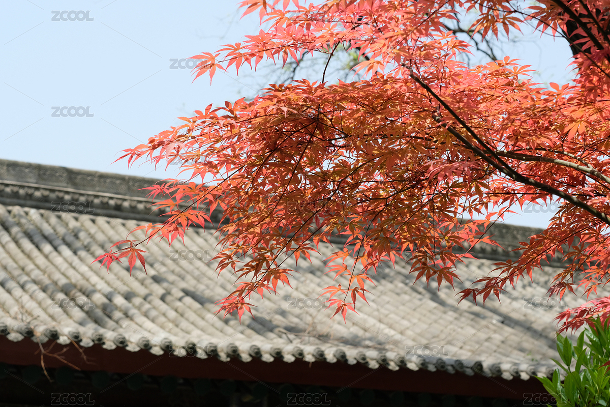 中國(guó)陜西西安博物館里的古典建筑與紅葉（主預(yù)覽-8996270） - 未分類 - 站酷設(shè)計(jì)師tangrongcd原創(chuàng)素材 - 站酷ZCOOL