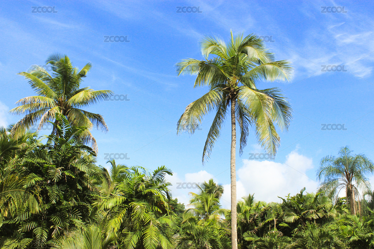 中國云南省西雙版納州中科院植物園椰樹林（主預(yù)覽-5743493） - 未分類 - 站酷設(shè)計(jì)師丘酷王子原創(chuàng)素材 - 站酷ZCOOL