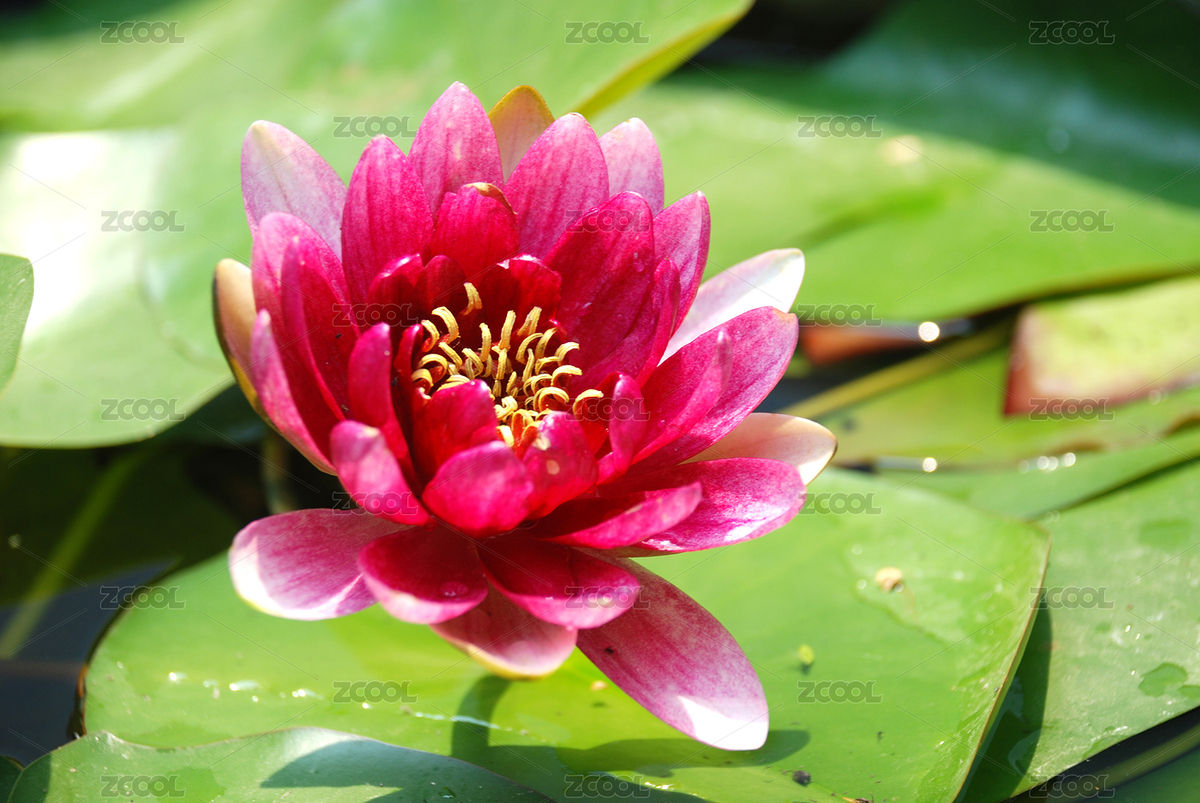 紅睡蓮花（主預(yù)覽-1573822） - 未分類 - 站酷設(shè)計(jì)師三個(gè)木攝影原創(chuàng)素材 - 站酷ZCOOL