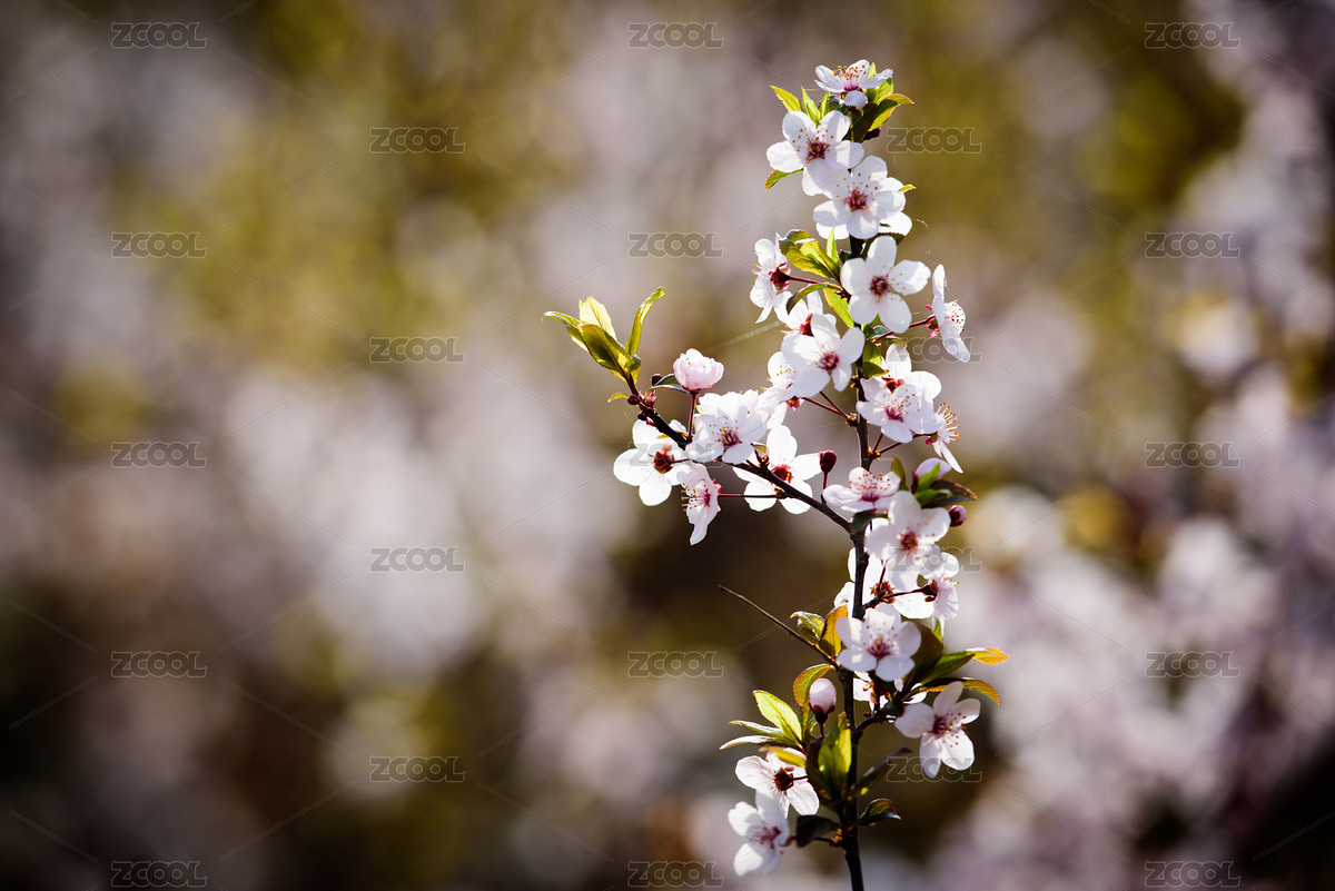 春天 ，公园里盛开的迎春花 樱花 桃花等（主预览-6270713） - 未分类 - 站酷设计师西部影匠原创素材 - 站酷ZCOOL