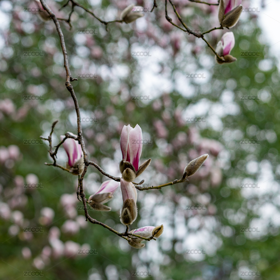 紫玉蘭特寫（主預(yù)覽-6577948） - 未分類 - 站酷設(shè)計師干飯專用鍋原創(chuàng)素材 - 站酷ZCOOL