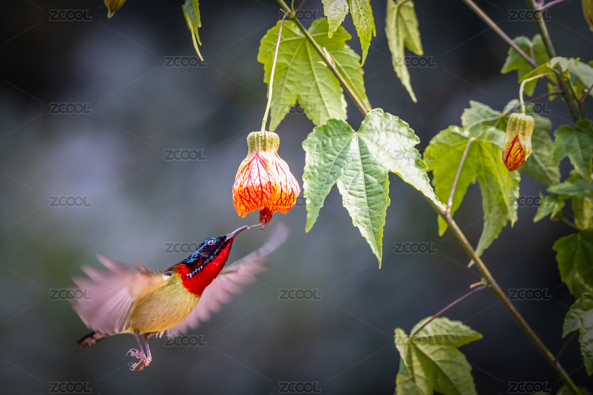 中国湖南衡阳太阳鸟（主预览-9013550） - 未分类 - 站酷设计师阿浪（李社工）原创素材 - 站酷ZCOOL