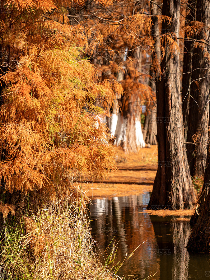 秋日河邊金黃色的落羽杉風(fēng)景（主預(yù)覽-12809155） - 未分類 - 站酷設(shè)計(jì)師WeKi3rm6F8原創(chuàng)素材 - 站酷ZCOOL