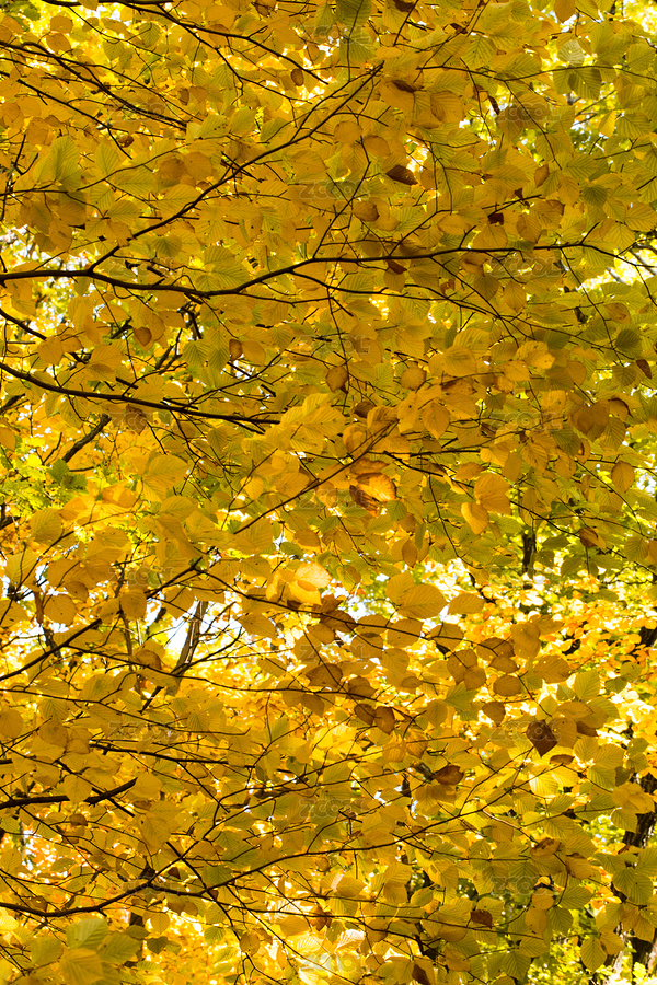 秋葉（主預(yù)覽-7482334） - 未分類 - 站酷設(shè)計師juntone77原創(chuàng)素材 - 站酷ZCOOL