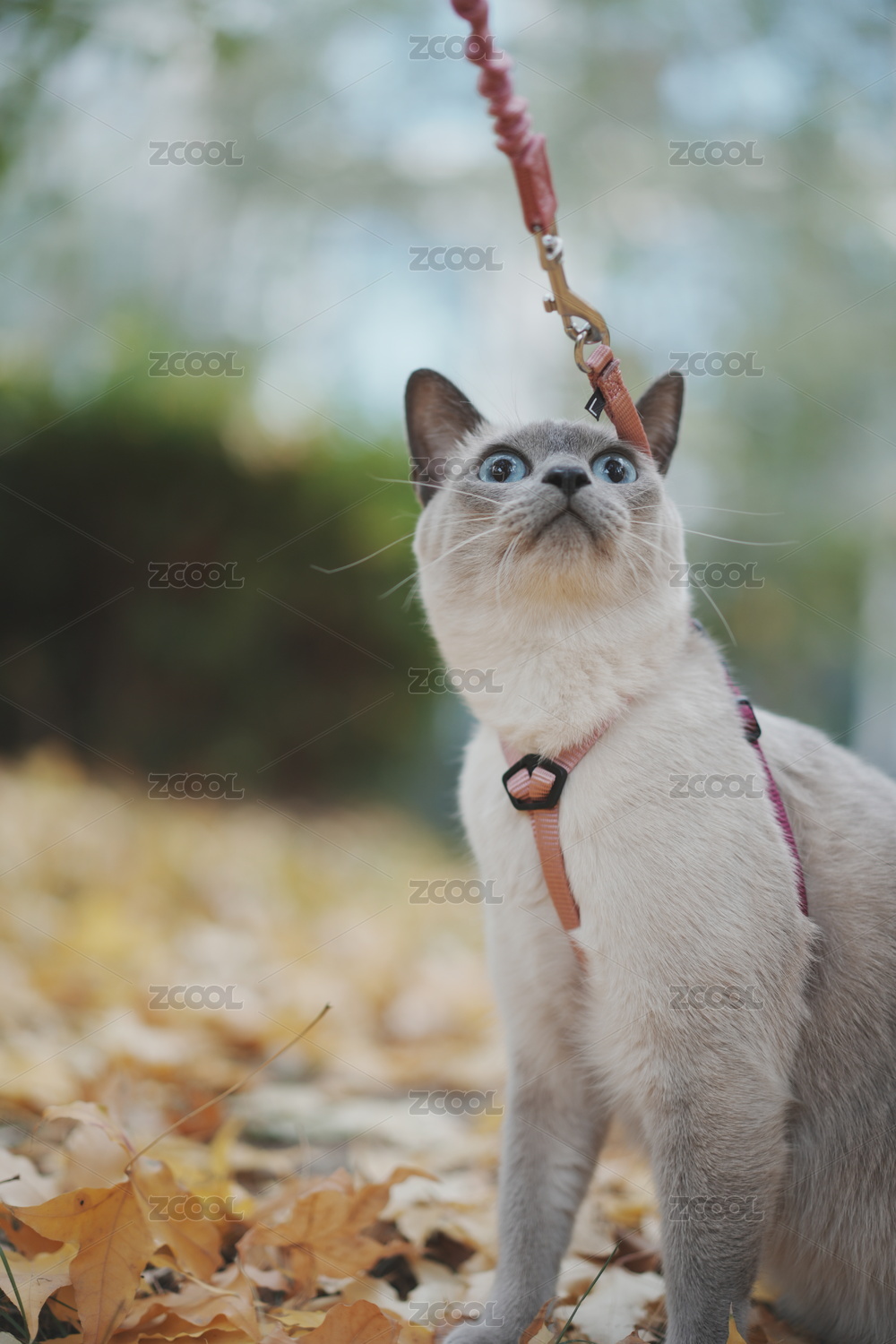 秋天的暹罗猫遛弯