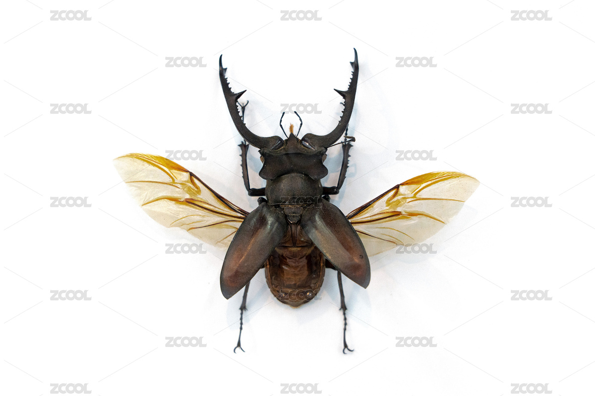 白底上的一只甲蟲橘背叉角鍬甲（主預(yù)覽-2817525） - 未分類 - 站酷設(shè)計師平和的總是美好的原創(chuàng)素材 - 站酷ZCOOL