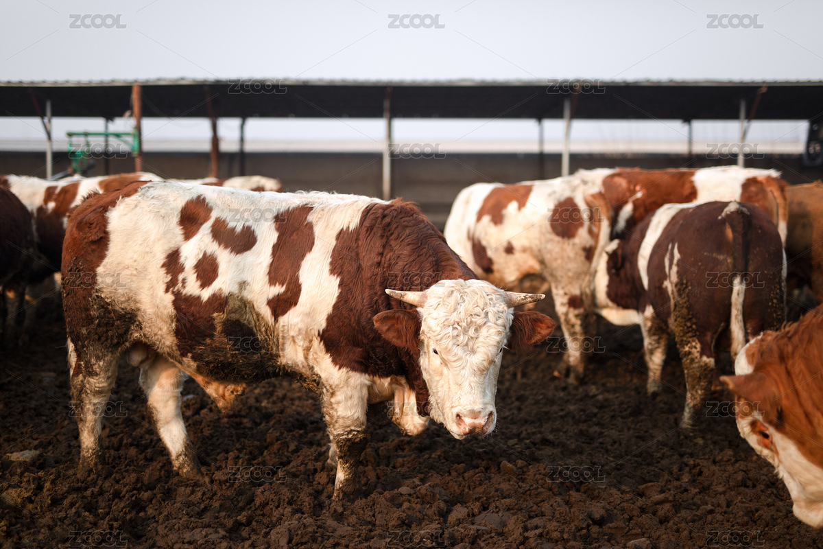 养牛场里养殖的牛（主预览-6364859） - 未分类 - 站酷设计师小羽怪原创素材 - 站酷ZCOOL