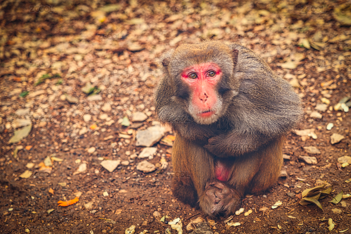 廣西桂林七星公園一只仰視的猴子（主預(yù)覽-9154260） - 未分類 - 站酷設(shè)計(jì)師BKTw3mnBPl原創(chuàng)素材 - 站酷ZCOOL