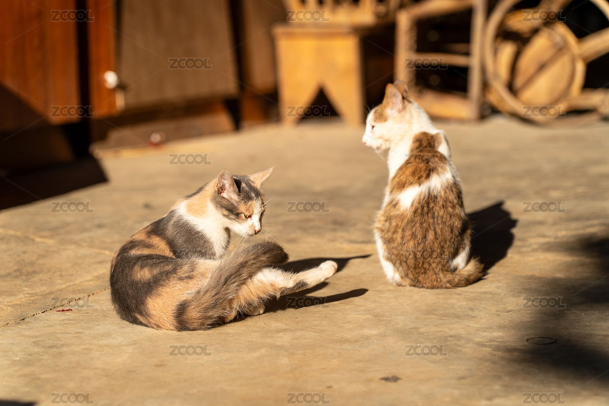 陽(yáng)光下休憩的兩只可愛(ài)貓咪（主預(yù)覽-12720076） - 未分類 - 站酷設(shè)計(jì)師Fez4mwH73A原創(chuàng)素材 - 站酷ZCOOL