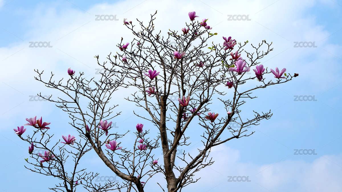 春天盛開的紫玉蘭（主預覽-9308279） - 未分類 - 站酷設計師騎蝸牛超速原創(chuàng)素材 - 站酷ZCOOL