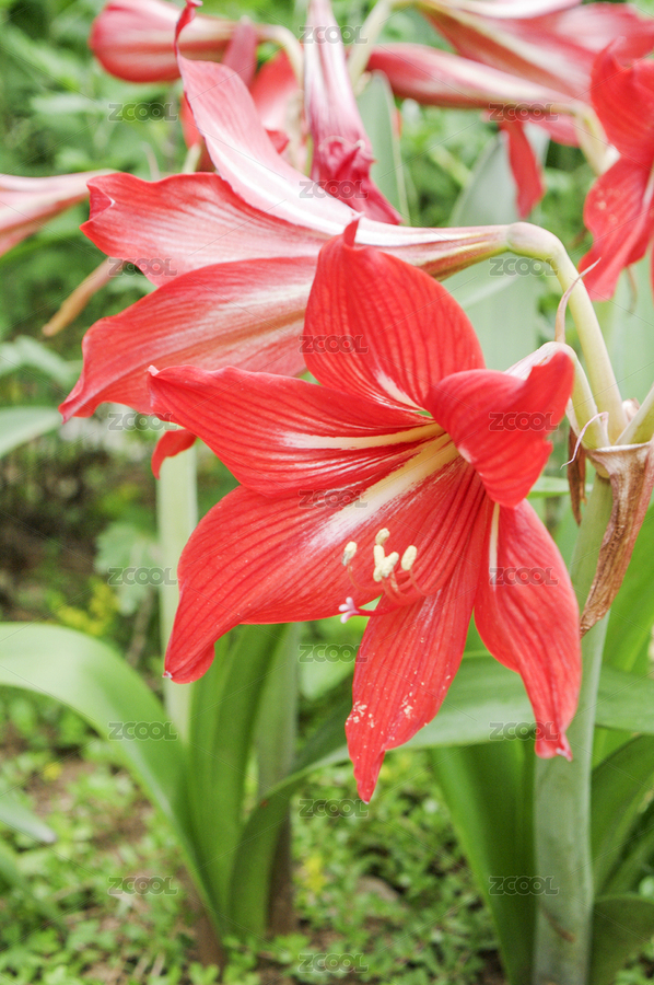 春天里盛開(kāi)的美麗的朱頂紅（主預(yù)覽-6957686） - 未分類(lèi) - 站酷設(shè)計(jì)師wmei5881原創(chuàng)素材 - 站酷ZCOOL