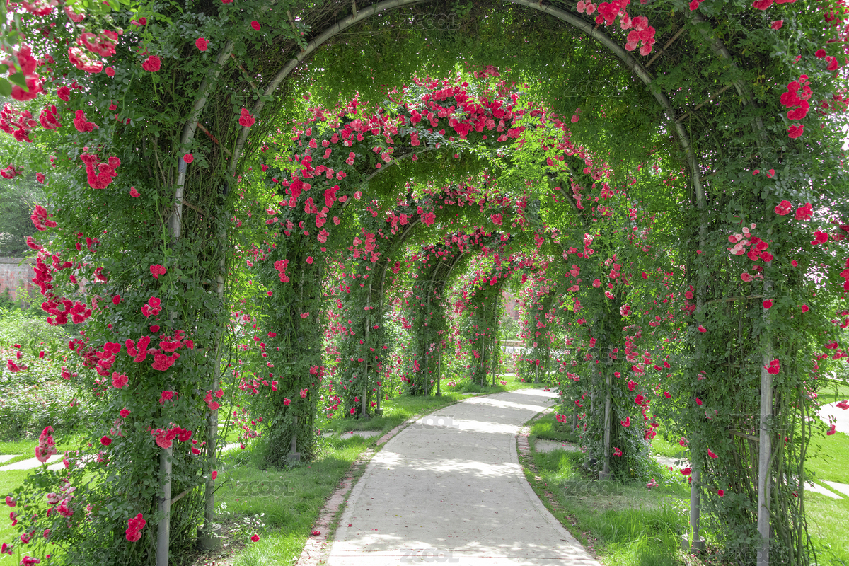 中國四川省成都市花舞人間景區(qū)的紅薔薇花園（主預(yù)覽-3152128） - 未分類 - 站酷設(shè)計師明湖水原創(chuàng)素材 - 站酷ZCOOL