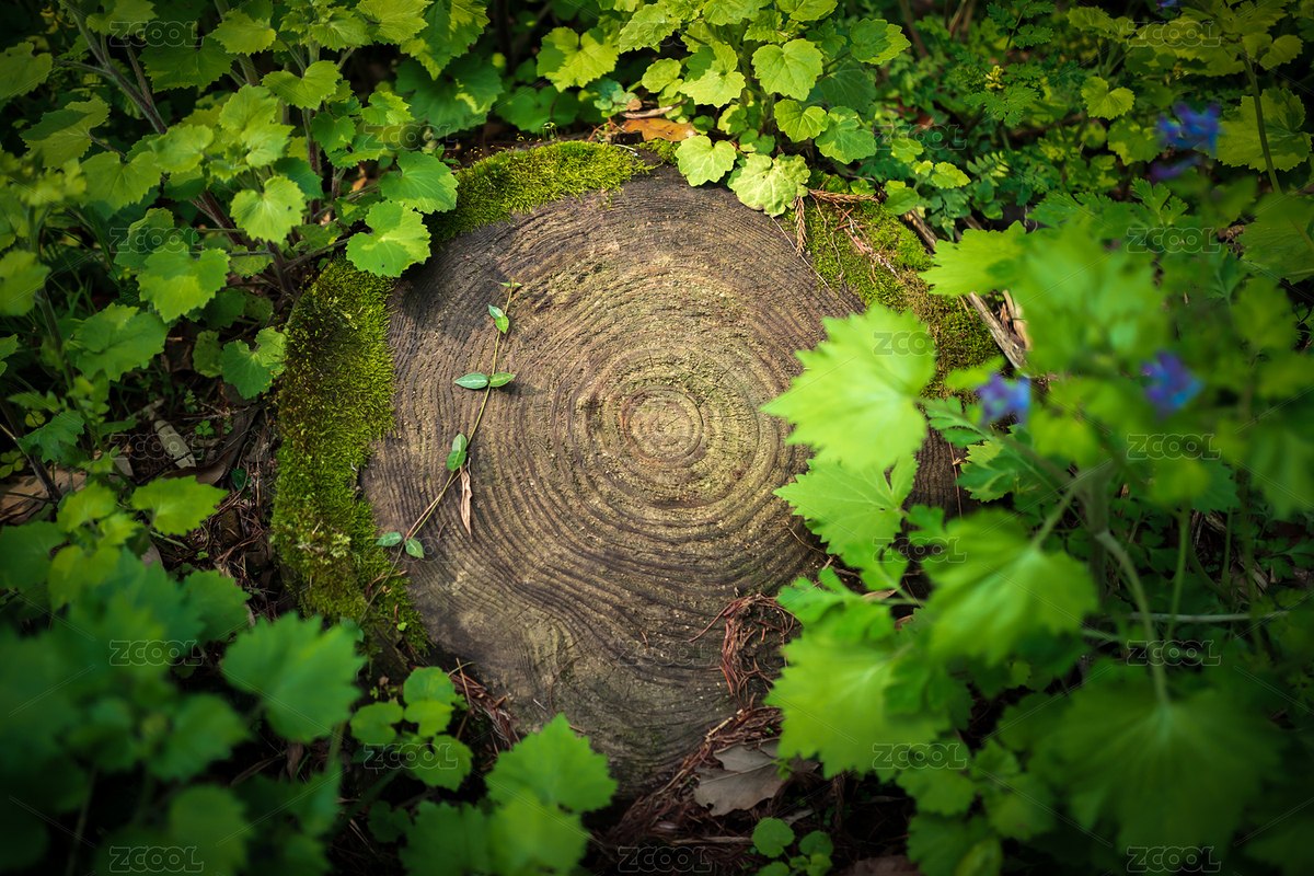 森林中帶苔蘚的樹樁特寫（主預(yù)覽-11087150） - 未分類 - 站酷設(shè)計師Janssenzx原創(chuàng)素材 - 站酷ZCOOL