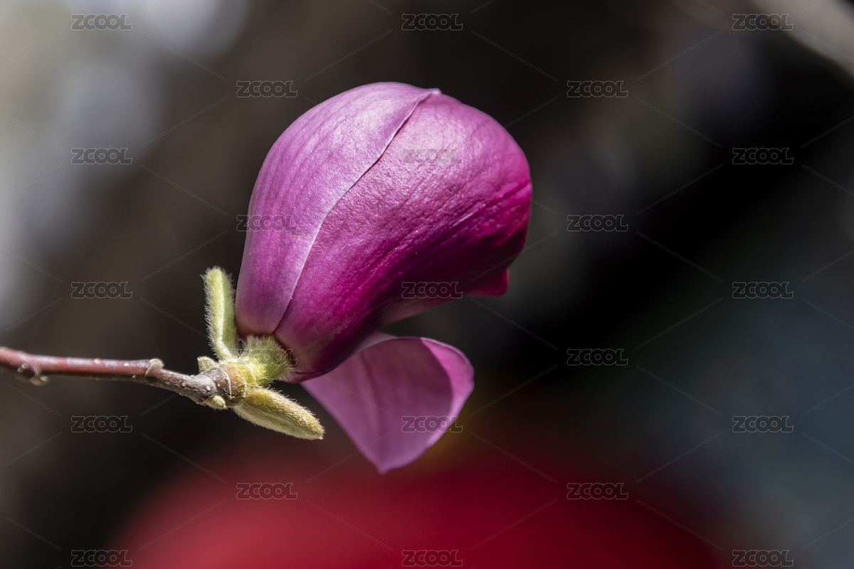 北京潭柘寺：玉蘭花盛開 燦如云霞（主預(yù)覽-8901696） - 未分類 - 站酷設(shè)計師fengfeng7210原創(chuàng)素材 - 站酷ZCOOL