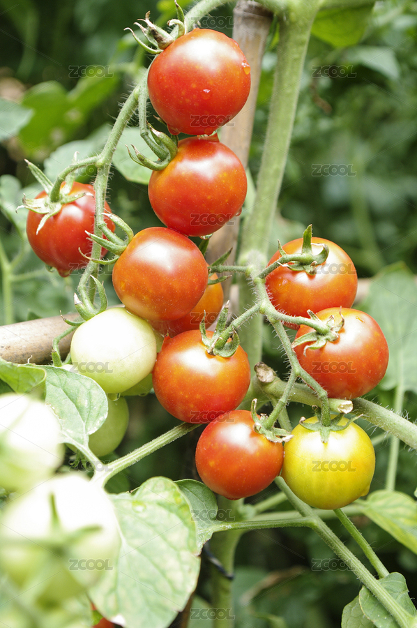 農(nóng)田里生長(zhǎng)旺盛的圣女果（主預(yù)覽-6113520） - 未分類 - 站酷設(shè)計(jì)師wmei5881原創(chuàng)素材 - 站酷ZCOOL