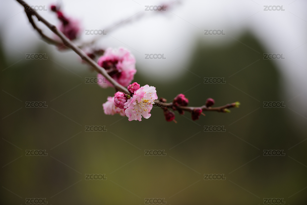 春天 ，公园里盛开的迎春花 樱花 桃花等（主预览-8962172） - 未分类 - 站酷设计师西部影匠原创素材 - 站酷ZCOOL