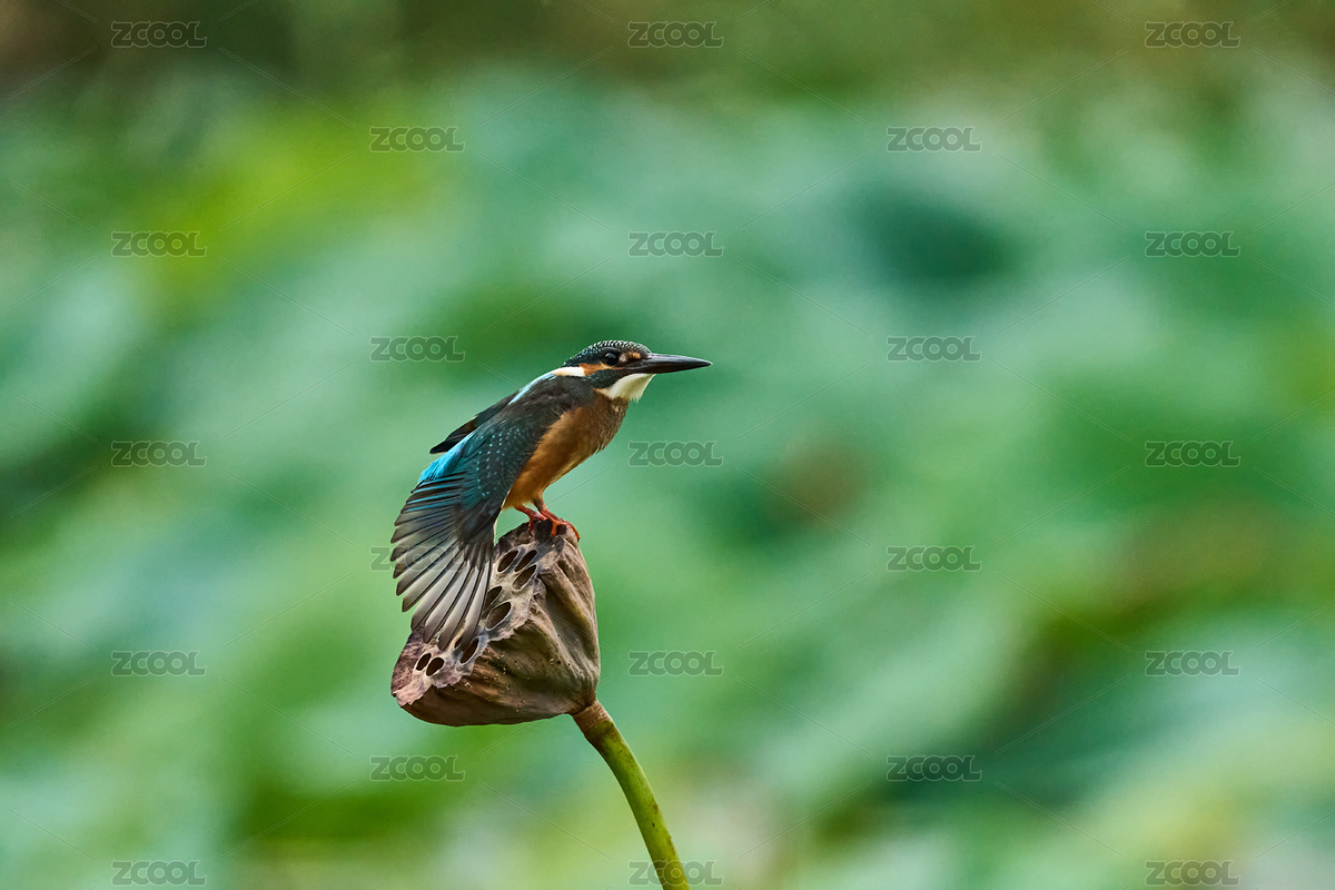 雄性普通翠鳥(niǎo)（主預(yù)覽-12158713） - 未分類(lèi) - 站酷設(shè)計(jì)師秦嶺101原創(chuàng)素材 - 站酷ZCOOL