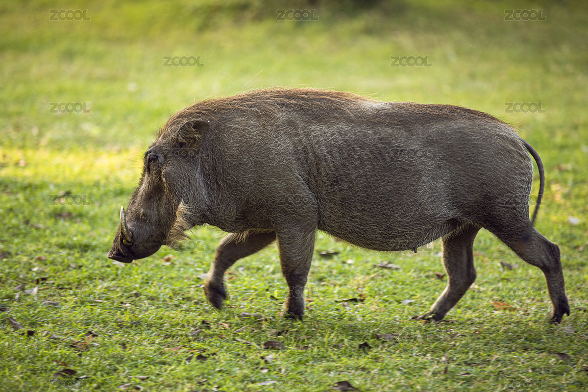 非洲野豬（主預(yù)覽-2690837） - 未分類 - 站酷設(shè)計師markzoo原創(chuàng)素材 - 站酷ZCOOL