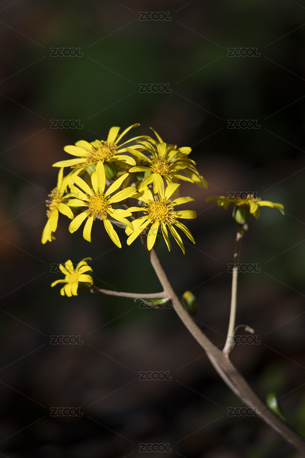 大吳風(fēng)草花特寫（主預(yù)覽-12451465） - 未分類 - 站酷設(shè)計師捕光逐影原創(chuàng)素材 - 站酷ZCOOL