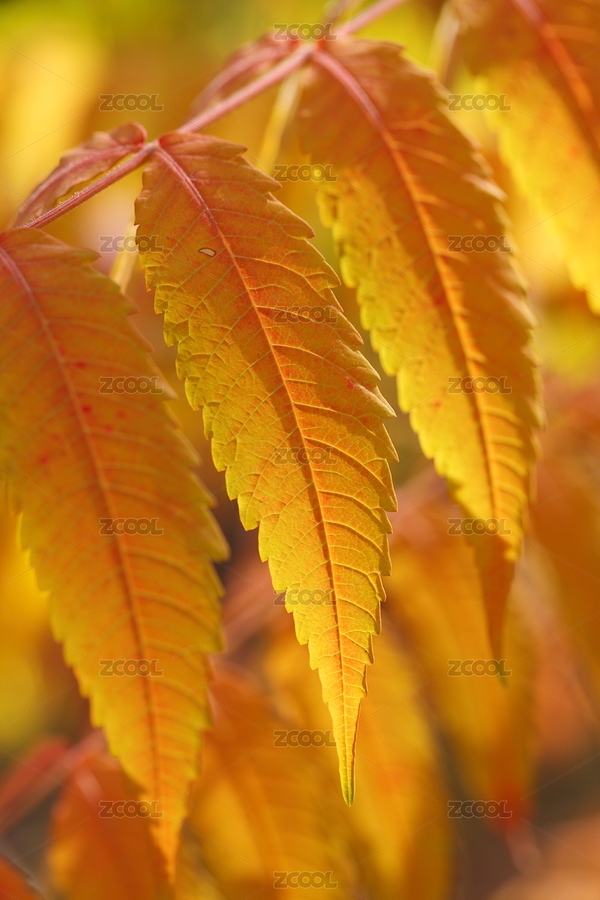 秋葉（主預(yù)覽-5660747） - 未分類 - 站酷設(shè)計(jì)師LadyFiona兔兔原創(chuàng)素材 - 站酷ZCOOL