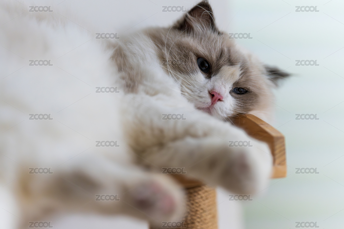 慵懒布偶猫趴在猫爬架（主预览-11962810） - 未分类 - 站酷设计师Fez4mwH73A原创素材 - 站酷ZCOOL