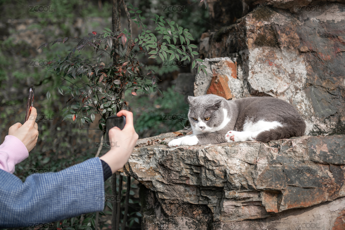 趴在假山上被拍照的英短藍(lán)白貓（主預(yù)覽-7648162） - 未分類 - 站酷設(shè)計(jì)師Z44931935原創(chuàng)素材 - 站酷ZCOOL