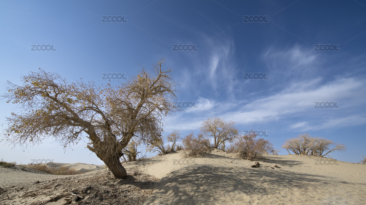 中國新疆塔里木盆地沙漠中的胡楊（主預(yù)覽-2878874） - 未分類 - 站酷設(shè)計(jì)師三虎998原創(chuàng)素材 - 站酷ZCOOL