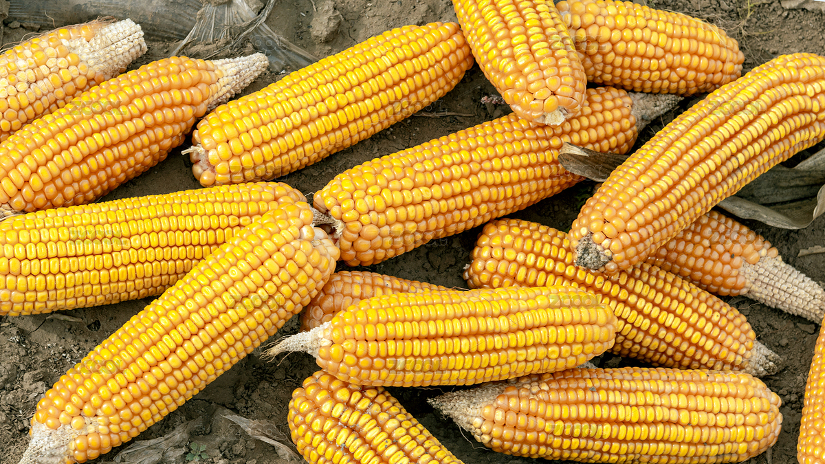 農村玉米耕地（主預覽-8106371） - 未分類 - 站酷設計師沙漠646原創(chuàng)素材 - 站酷ZCOOL