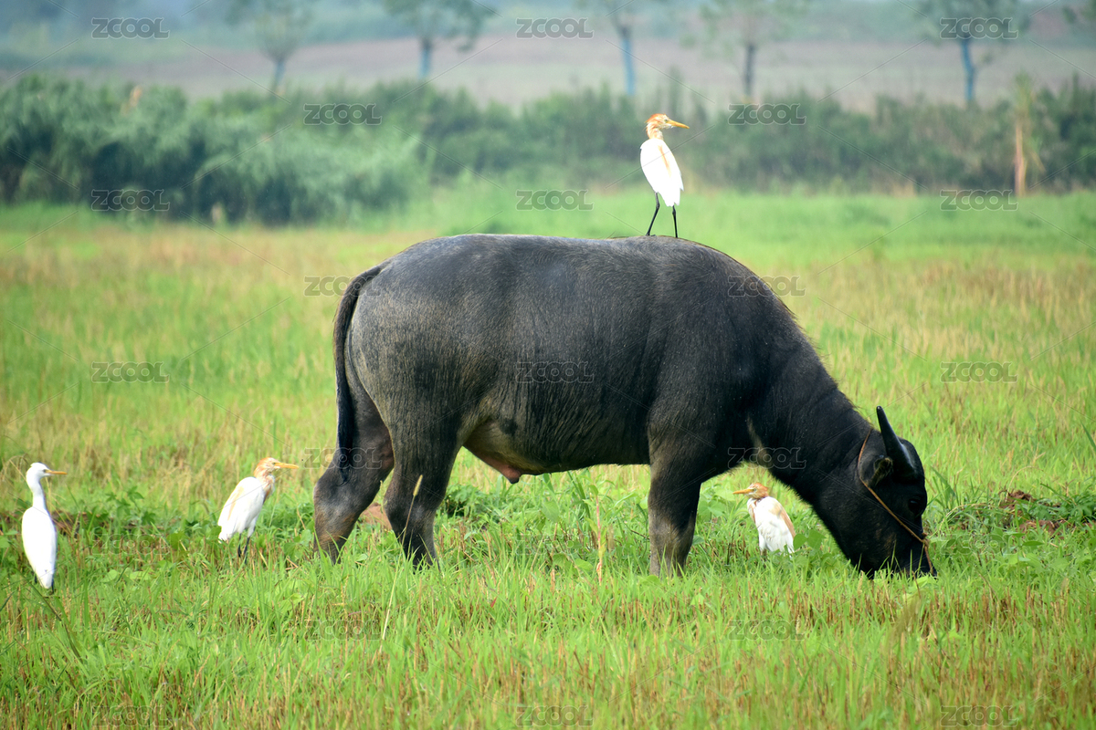 一只白鷺落在一頭黑色的水牛身上（主預(yù)覽-596634） - 未分類 - 站酷設(shè)計師花千樹攝影原創(chuàng)素材 - 站酷ZCOOL
