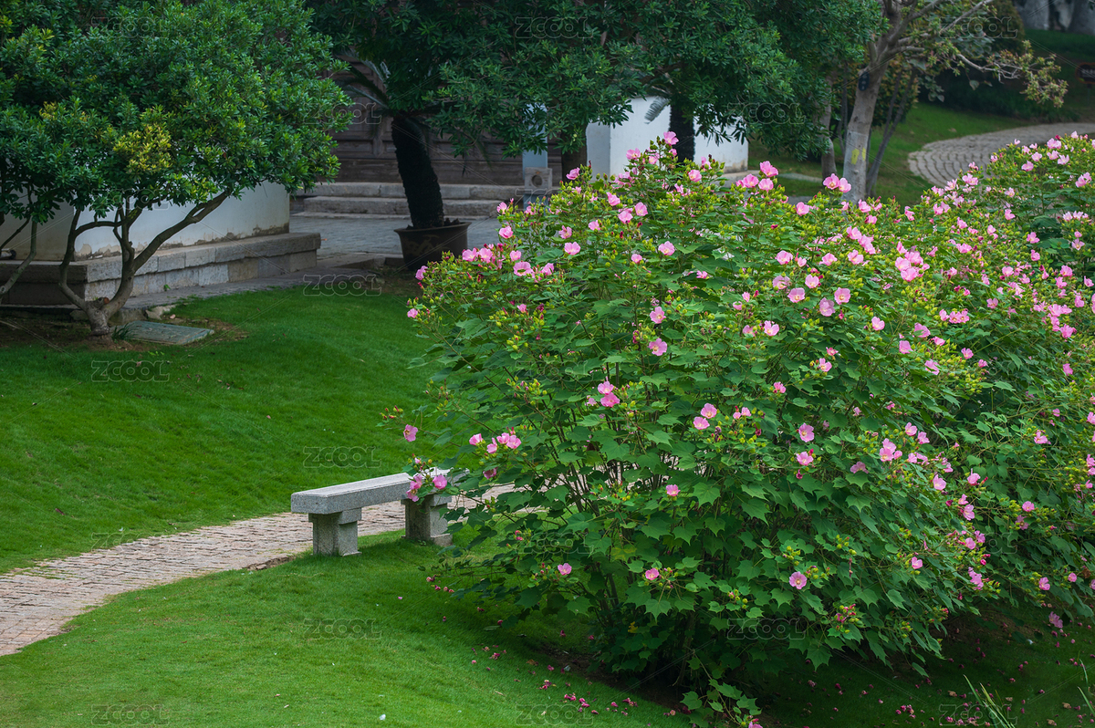 南京愚園盛開的木芙蓉（主預覽-11951754） - 未分類 - 站酷設計師偷懶的老牛原創(chuàng)素材 - 站酷ZCOOL