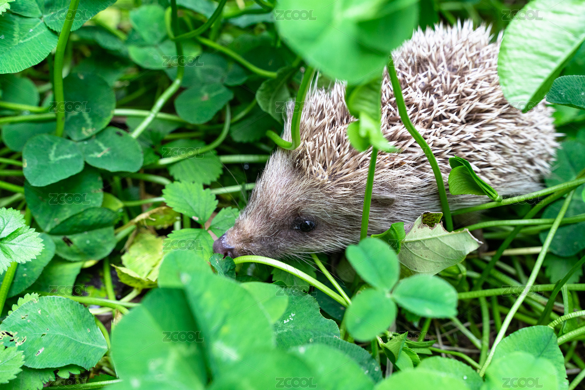 刺猬草叢三葉草（主預覽-8481215） - 未分類 - 站酷設計師文樸先生原創(chuàng)素材 - 站酷ZCOOL