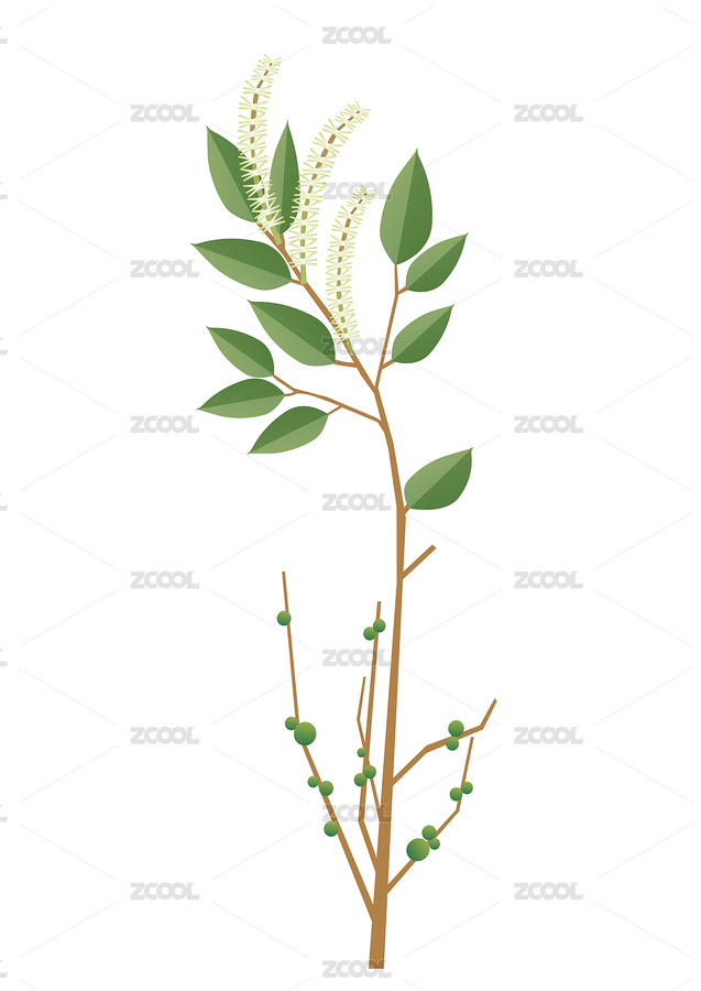 米櫧植物插畫（主預(yù)覽-8217888） - 未分類 - 站酷設(shè)計師福爾摩斯的大弟子原創(chuàng)素材 - 站酷ZCOOL