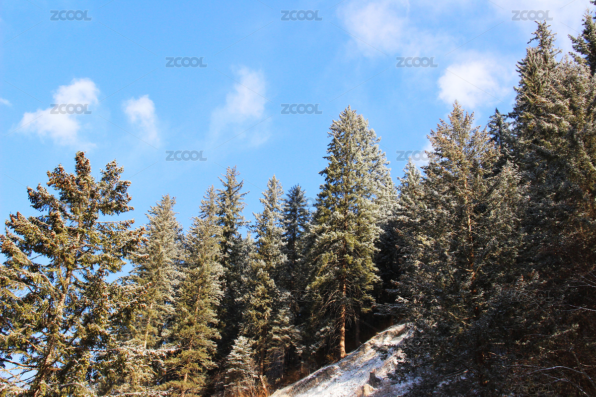 雪松風景（主預(yù)覽-7330468） - 未分類 - 站酷設(shè)計師fufu00at原創(chuàng)素材 - 站酷ZCOOL