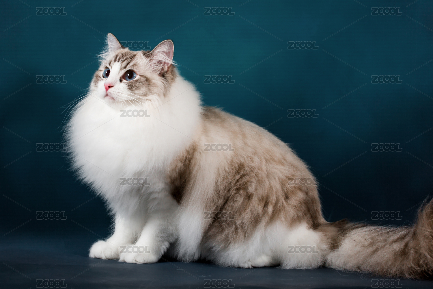 猫